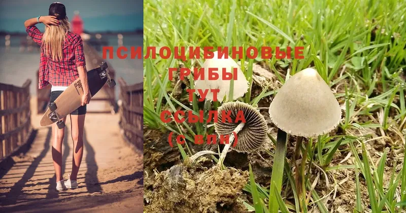 Галлюциногенные грибы MAGIC MUSHROOMS Камбарка